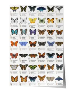 Butterflies of North America Poster Poster Unframed – Beautiful Wall Art Home Decor Print – Satin Portrait Poster