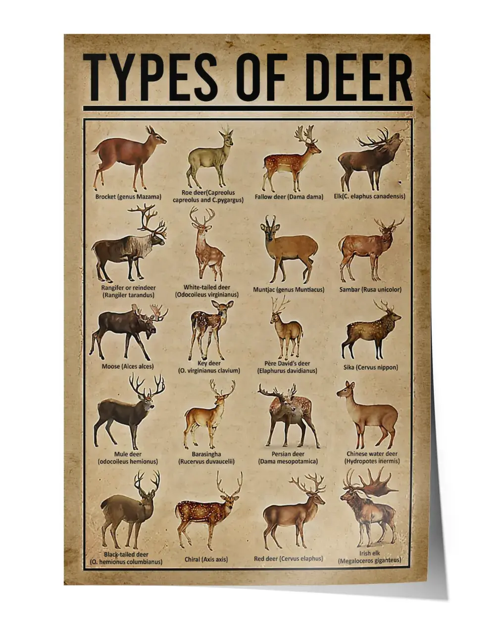 Types Of Deer Wall Decor Artwork Print Poster Wall Art Print Home Decor Vintage - Satin Portrait Poster