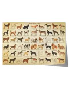 Medium Dog Breed List Poster, Type Of Dogs Poster