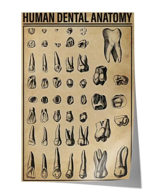 Human dental anatomy Wall Decor Artwork Print Poster Wall Art Print Home Decor Vintage - Satin Portrait Poster