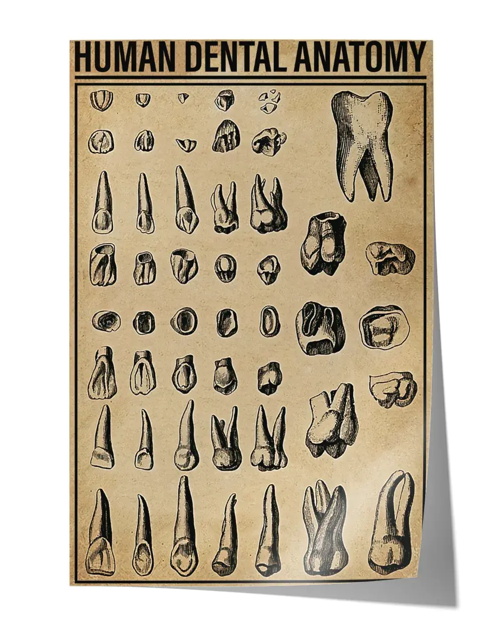 Human dental anatomy Wall Decor Artwork Print Poster Wall Art Print Home Decor Vintage – Satin Portrait Poster 129467 Human dental anatomy Wall Decor Artwork Print Poster Wall Art Print Home Decor Vintage - Satin Portrait Poster