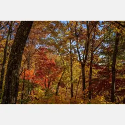 Autumn Foliage At Falls State Park