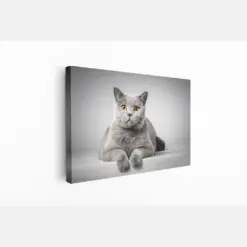 Cat The Grey Print On Canvas , Floating Frame Option Modern Wall Art Canvas Wall Art , Extra Large Wall Art , Christmas Gift