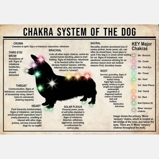 Chakra System Of The Dog Corgi