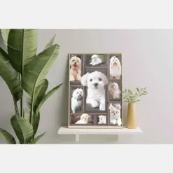 Dog Cute Maltese