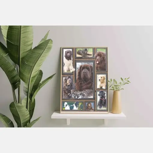 Dog Cute Newfoundland
