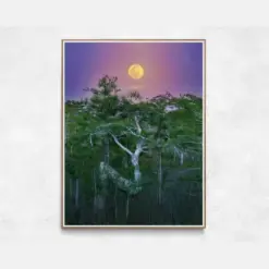 Everglades Print I Tree Everglades Art Florida Everglades National Park Everglades Poster Florida Landscape Everglades Wall Art