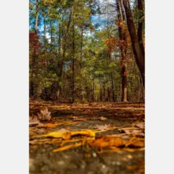 Fall Along The Path / It Cargo State Park / Fall In The South