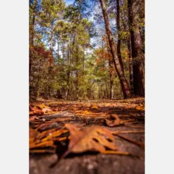 Fall Country Road / It Cargo State Park / Fall In The South