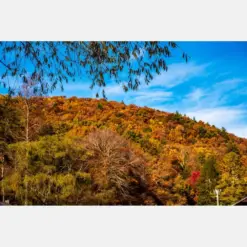 Fall Foliage Vogel State Park