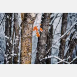 Fall Leaves In Snowy Trees