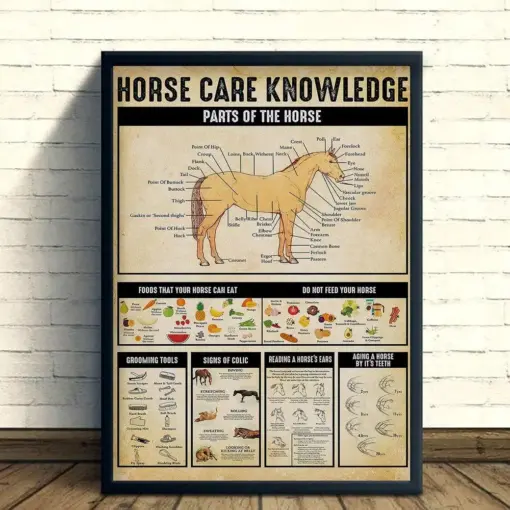 Horse Care Knowledge Poster Or Canvas Horse Knowledge Wall Art Parts Of The Horse Wall Decor Horse Lover Gifts Horse Farm Decor