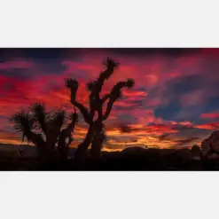 Joshua Tree National Park Canvas Prints Sunset Landscape Wall Art Desert Southwest Joshua Tree - Glee Decor Wall Decor Interior Art