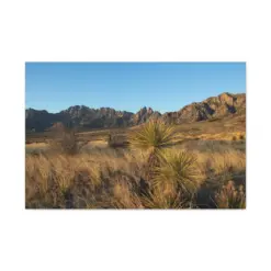 New Mexico Desert Canvas - Soap Tree Yucca - Organ Mountains - Desert Peaks National Monument - Travel Vibes