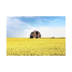 Prairie Gold Lone Barn In Canola Field - Distinctive Canadian Prairie Poster Art