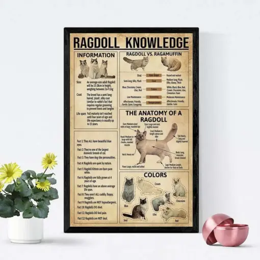 Ragdoll Knowledge Poster Ragdoll Is Ragamuffin Print Ragdoll Lovers Gift All About Ragdoll Education Wall Decor Ragdoll Fun Facts