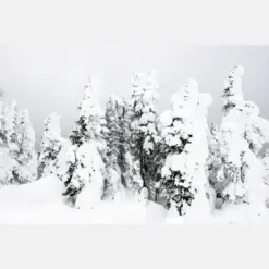 Snow Trees 2 Of Yellowstone Winter Landscape Fine Art Print Artist Signed | American West Series | Yellowstone National Park