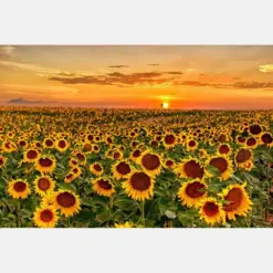 Sunflowers Sunset Colorado Denver International Airport Dial Sunflower Fields Wall Art Canvas Print Acrylic Metal