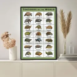 Tortoises Of The World Vintage Poster Knowledge Poster Vintage Poster Wall Art Home Decor