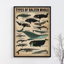 Types Of Baleen Whale Poster Baleen Whale Lover Gift Baleen Whale Poster Vintage Knowledge Poster Knowledge Art Education Wall Decor