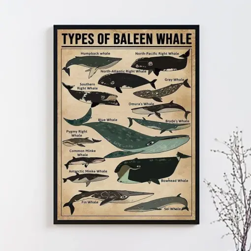Types Of Baleen Whale Poster Baleen Whale Lover Gift Baleen Whale Poster Vintage Knowledge Poster Knowledge Art Education Wall Decor