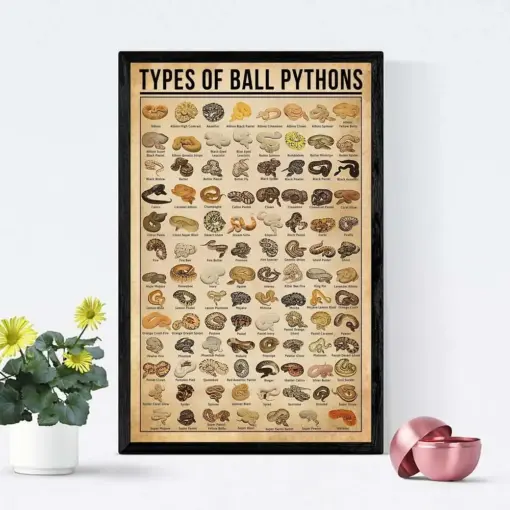 Types Of Ball Pythons Poster Vintage Knowledge Poster Ball Python Art ...