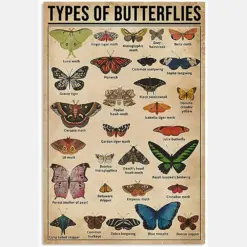 Types Of Butterflies, Types Of Butterflies, Vintage Butterflies, Butterfly, Housewarming