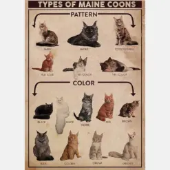 Types Of Maine Coon Cat Vertical Pattern & Color For Cat Lover Men Women