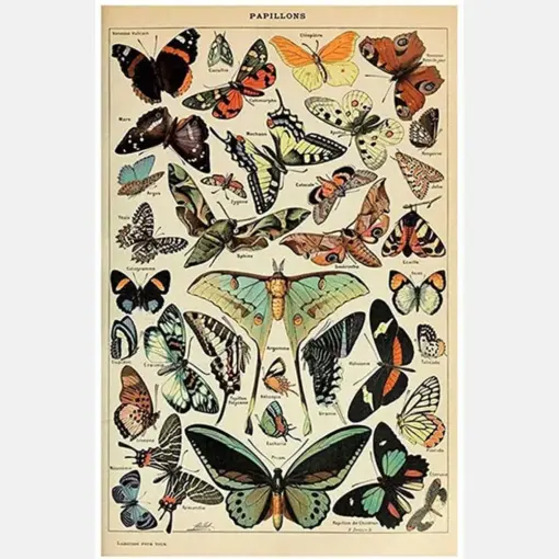 Vintage Butterfly, Adolphe Millot Vintage Office Botanical Illustration Butterfly