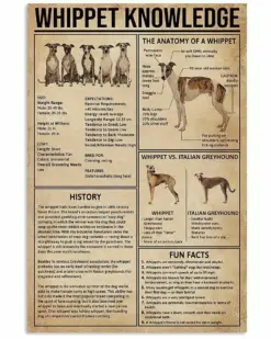 Whippet Knowledge Dog Poster, Canvas