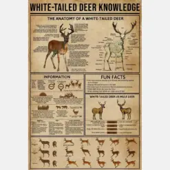 White Tailed Deer Knowledge Poster Vintage Poster Deer Poster Animal Poster Home Decor