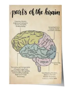 Psychology Parts of The Brain Poster - Satin Portrait Poster