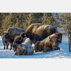 Yellowstone American Bison In Winter Fine Art Print With Math By Artist | Wildlife Photography | Yellowstone National Park